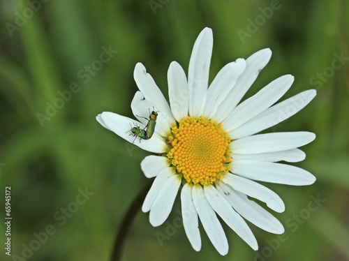 Zwei männliche Glänzende Blütenprachtkäfer (Anthaxia nitidula)