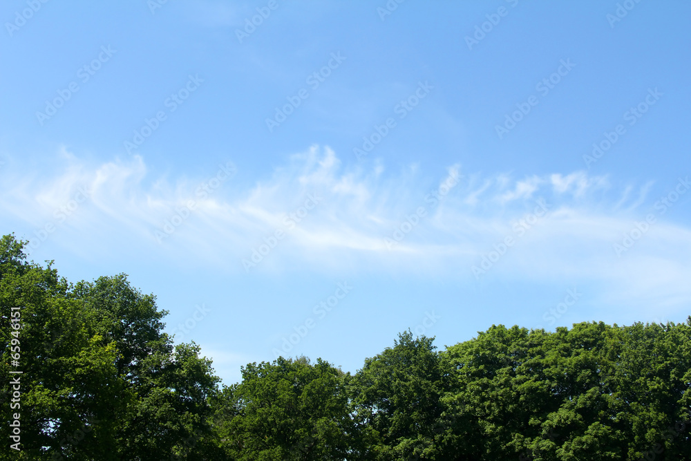 The sky with clouds and trees The sky with clouds and trees