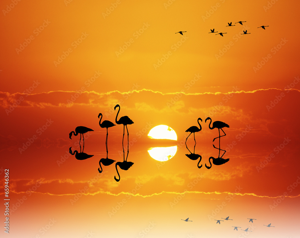 pink flamingos at sunset