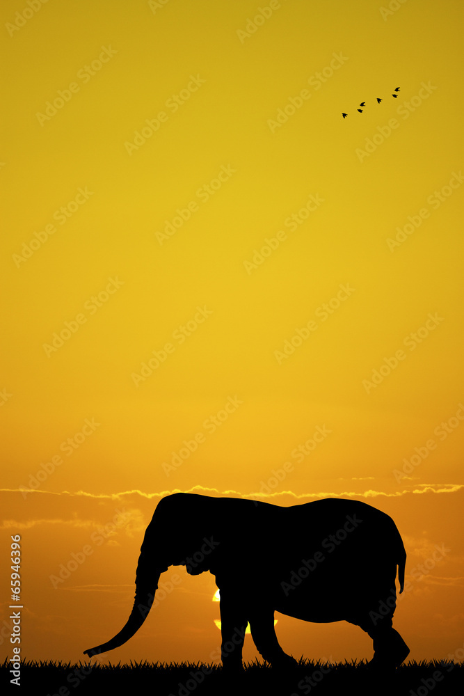 Naklejka premium elephant at sunset