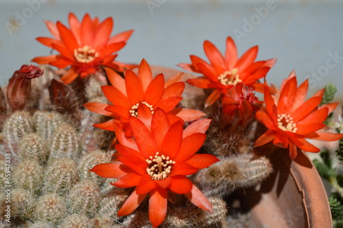 Cactus - Chamaecereus silvestri photo