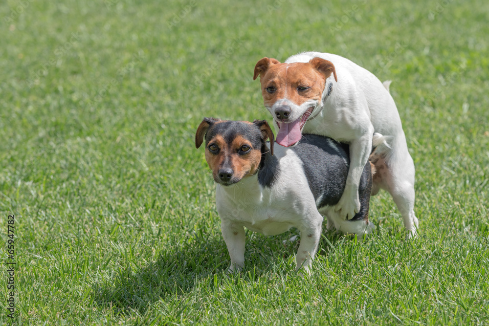 Fototapeta premium sex