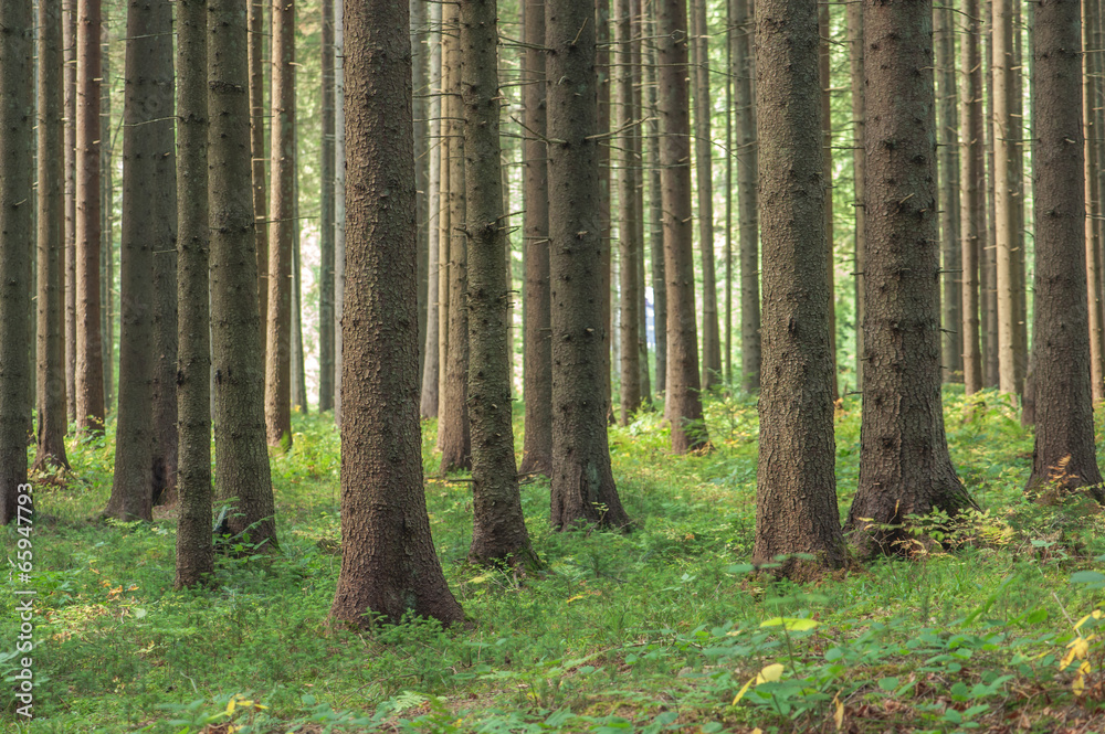 forest