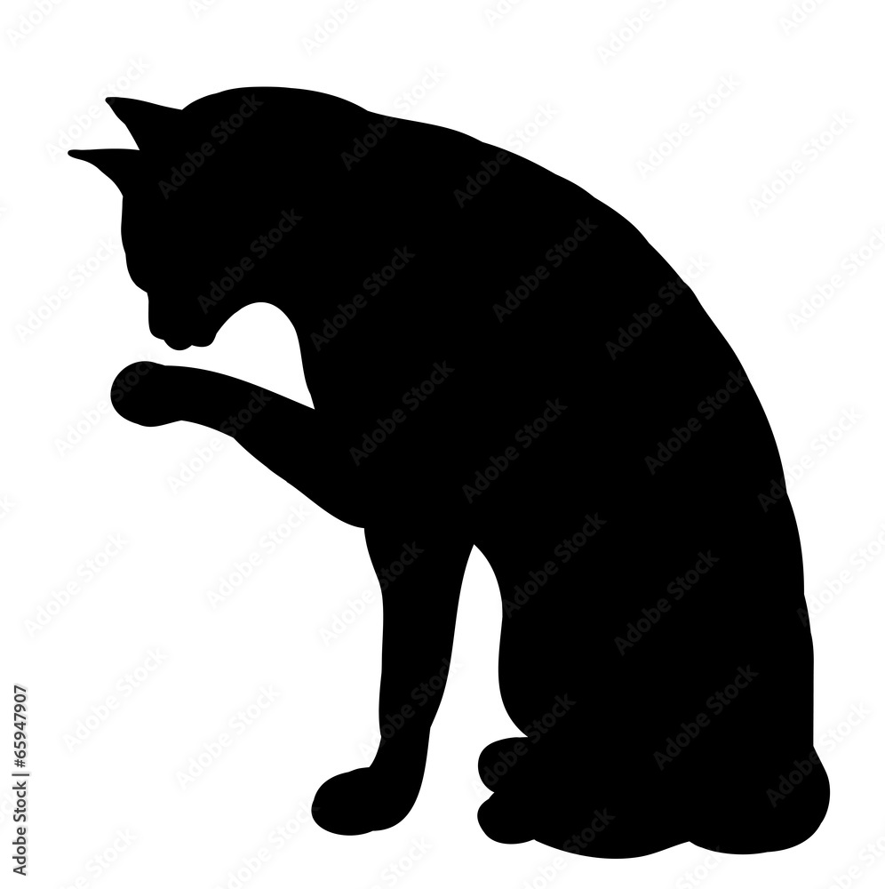 Obraz premium cat