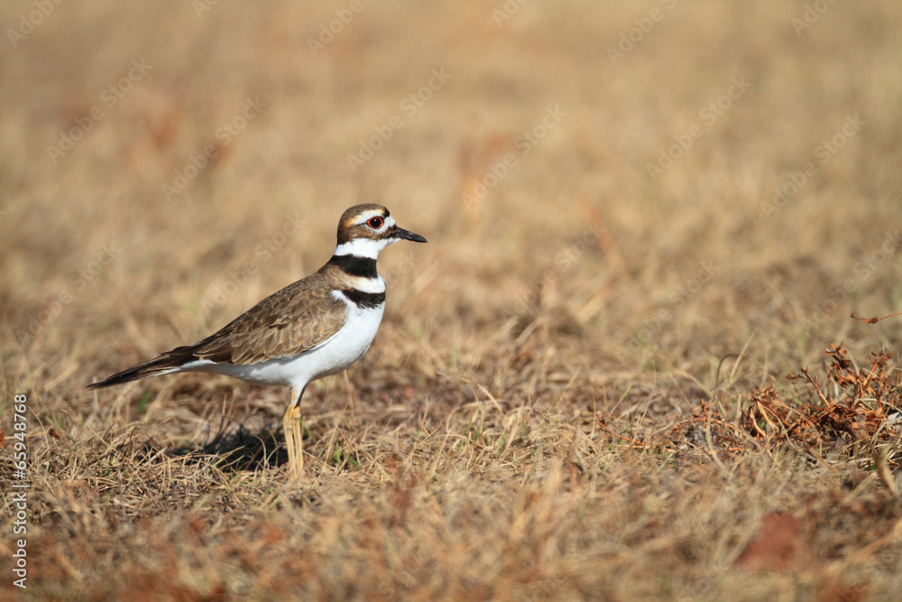 Killdeer (Charadrius vociferus) in Florida,America Killdeer (Charadrius vociferus) in Florida,America