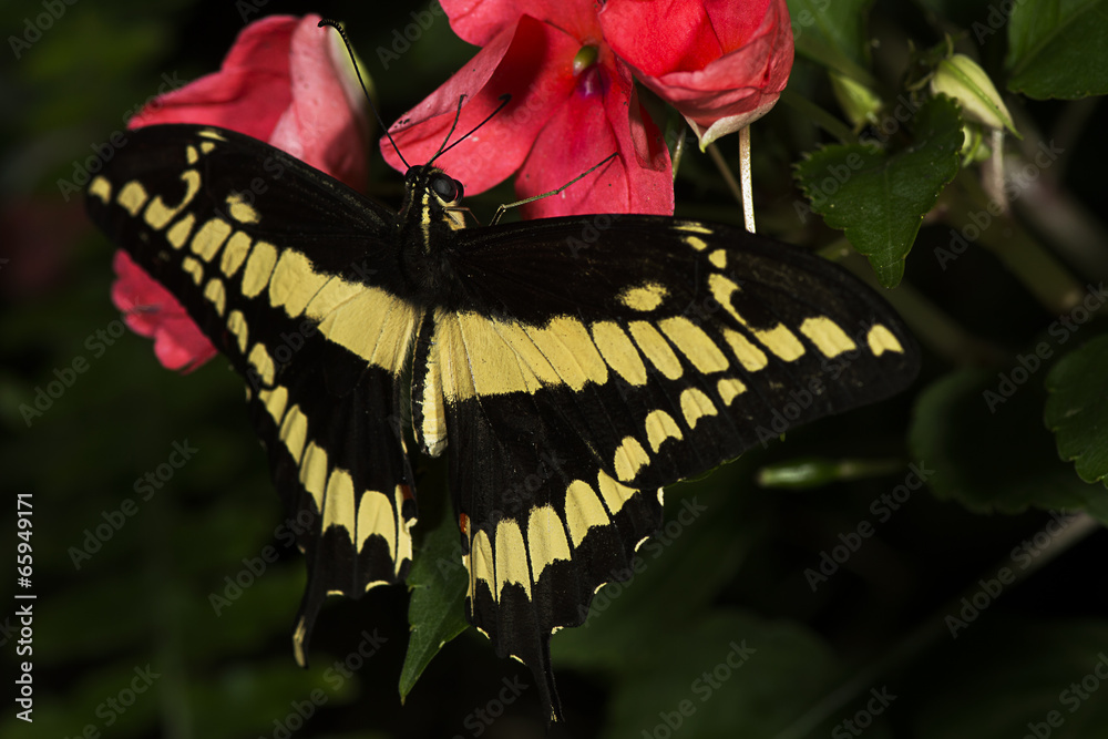 Fototapeta premium King Swallowtail