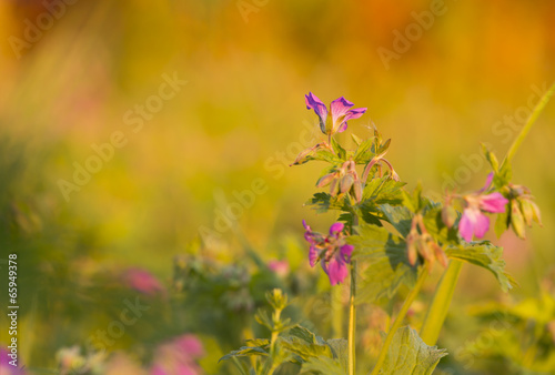 Fototapeta Naklejka Na Ścianę i Meble -  Wood cranesbill, Geranium sylvaticum in the evening sun