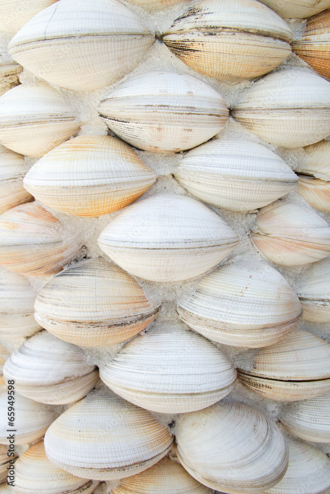 Sea Shells Decoration Background Sea Shells Decoration Background