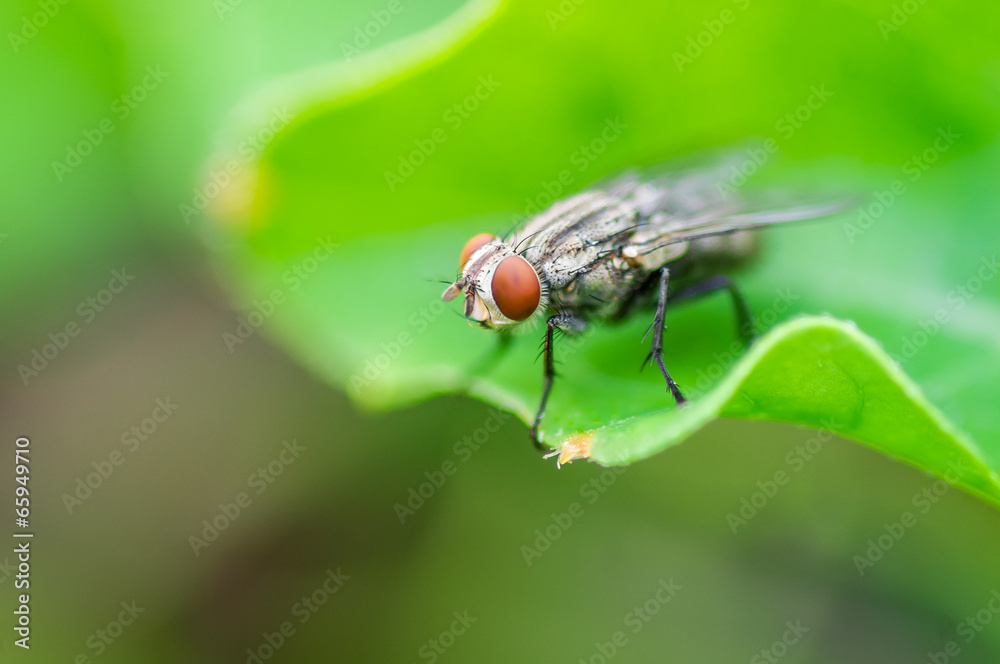 Green Housefly Green Housefly