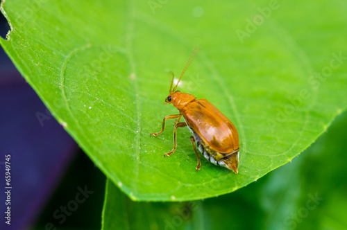 Photographie juvenile bombardier beetle