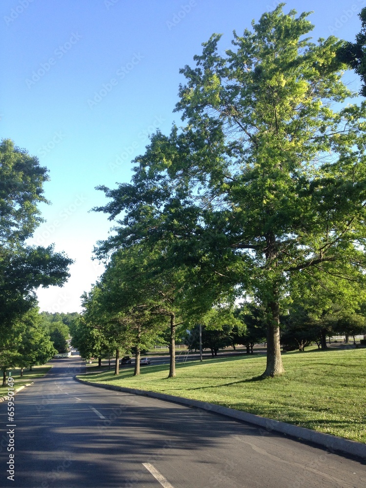 country road with trees