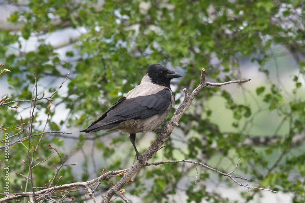Crow