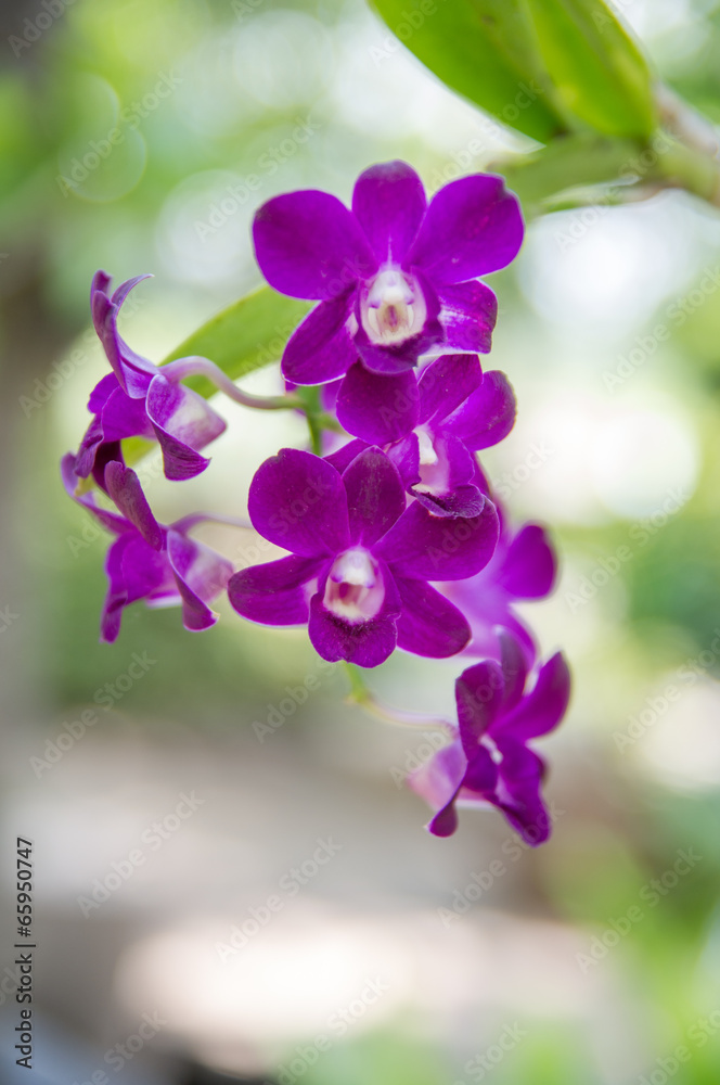 Naklejka premium orchid flower