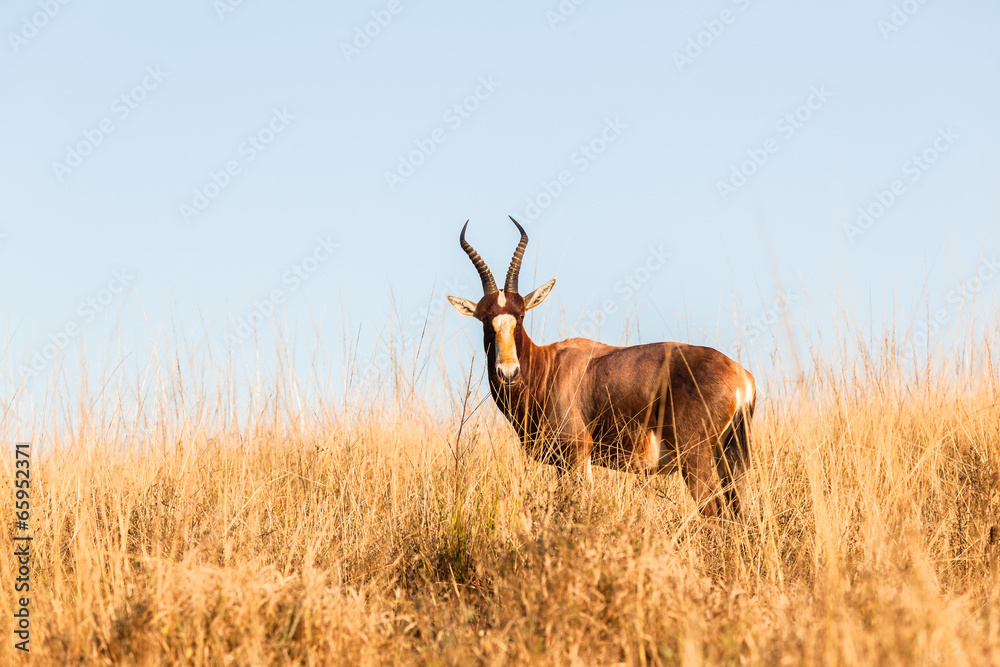 Buck Alone Grasslands Wildlife Animal Buck Alone Grasslands Wildlife Animal