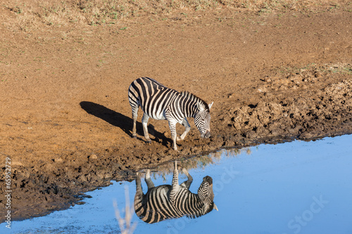 Zebra Water Mirror Double Reflection Wildlife