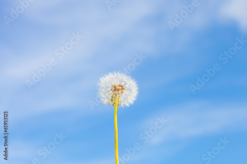 Dandelion with seed