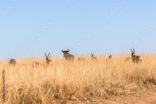 Fototapeta Naklejka Na Ścianę i Meble -  Buck Grasslands Wildlife Animals Terrain