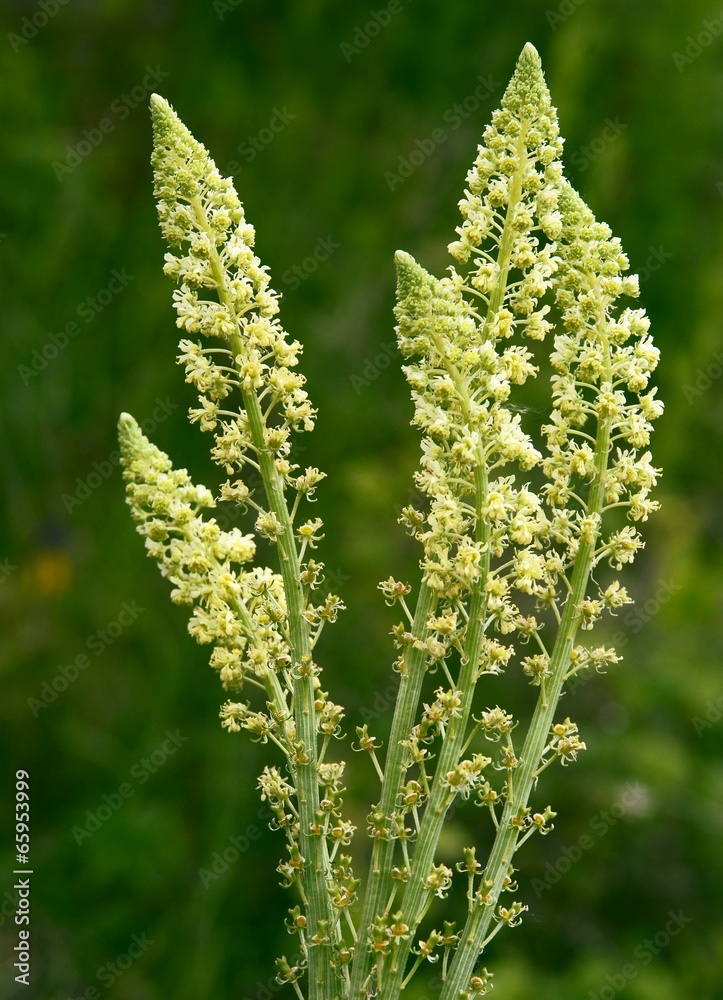 yellow flowers of wild plant reseda yellow flowers of wild plant reseda