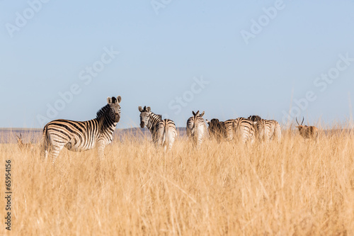 Zebra Herd Grasslands Habitat Wildlife Animals