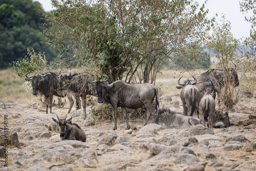 Fototapeta Naklejka Na Ścianę i Meble -  Great Wildebeest Migration