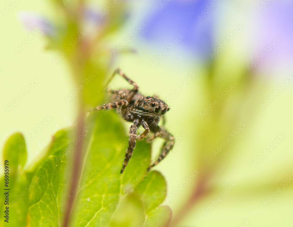 Jumping spider - Sitticus pubescens Jumping spider - Sitticus pubescens