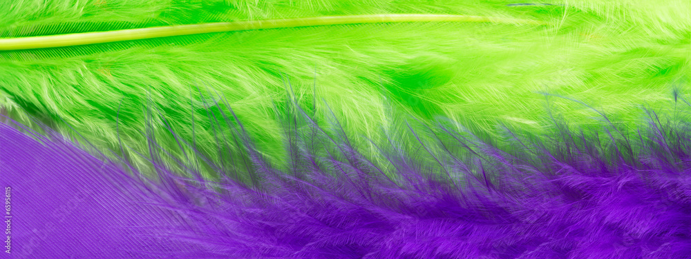 Green and purple feather background, close up Green and purple feather background, close up