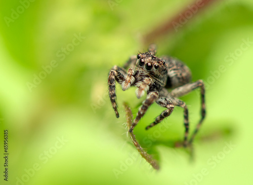 Jumping spider - Sitticus pubescens