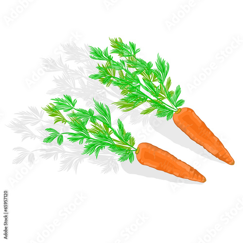 Carrots with leaves healthy gastronomy vector illustration