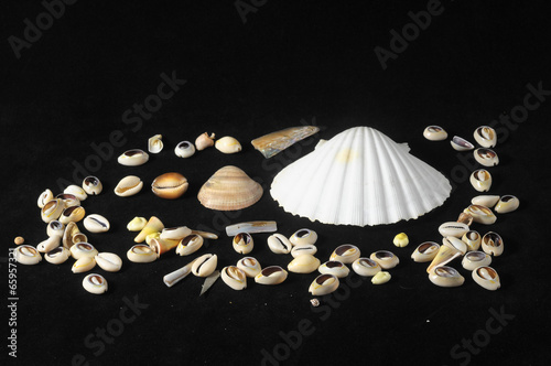 Sea Shell photo