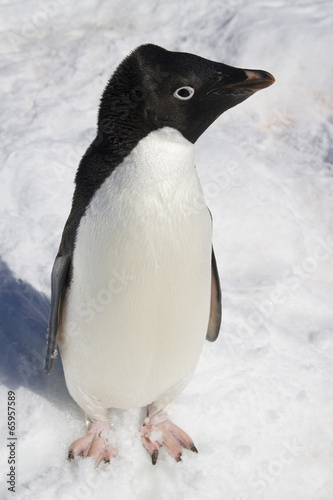 Adelie penguin standing in the snow on a sunny day