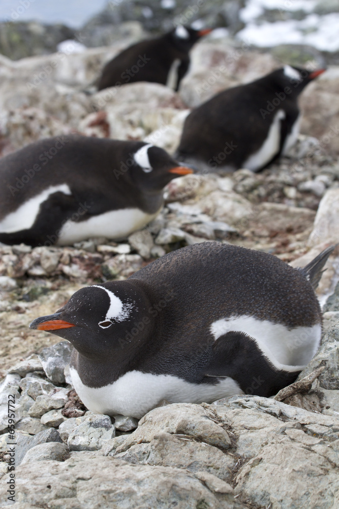 Naklejka premium Gentoo penguin females sitting on nests in colonies