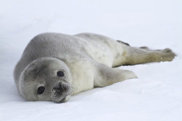 Fotobehang Zuidpoolgebied Weddellzeehond pups op poolijs  © Tarpan