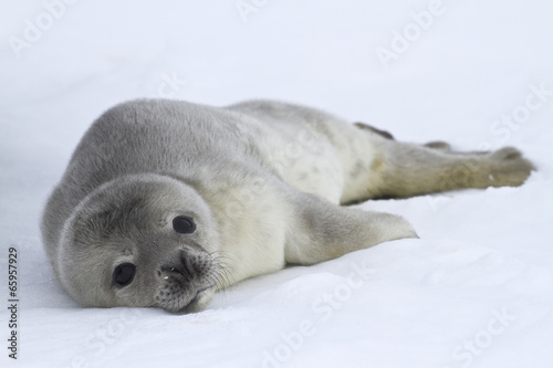 Weddell seal pups which lies on the ice of Antarctica