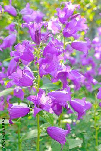 Campanula flowers