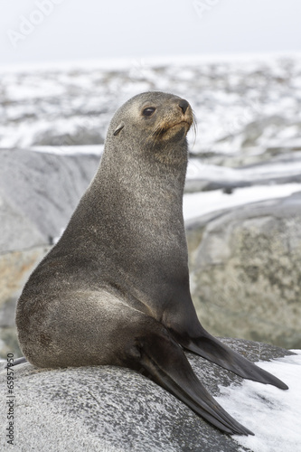 young fur seal resting on a rocky island