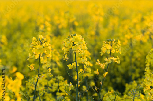 field of rapeseed