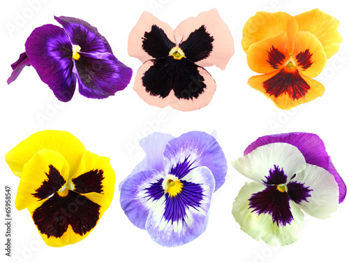 Set of motley pansy flowers