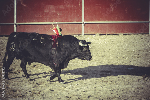 bullfight, traditional Spanish party where a matador fighting a