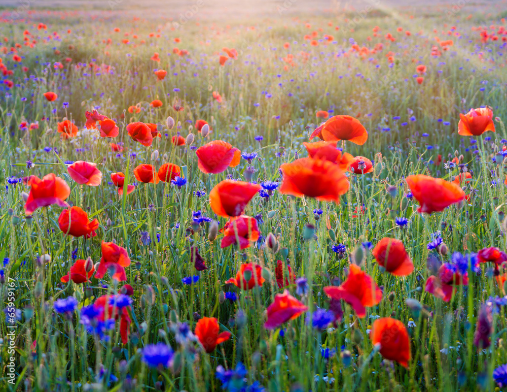 Obraz premium Polne maki pośród traw i kwiatów polnych