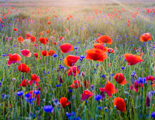 Ingelijste posters Voor haar Klaprozen tussen wilde veldbloemen  © Mike Mareen