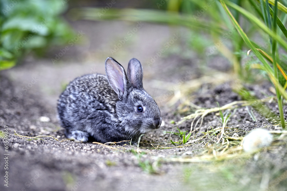Rabbit Rabbit