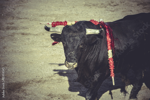 bullfight, traditional Spanish party where a matador fighting a