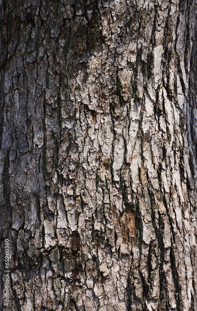 Obraz premium 樹皮