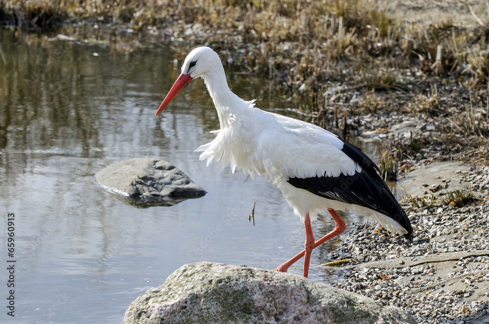 Fototapeta premium Storch