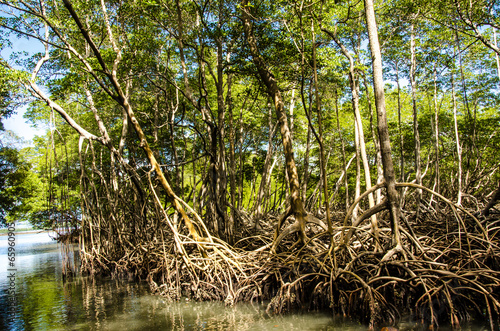 Mangroves in the Caribbean