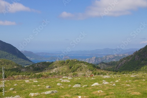 Fjord meadow and a cow