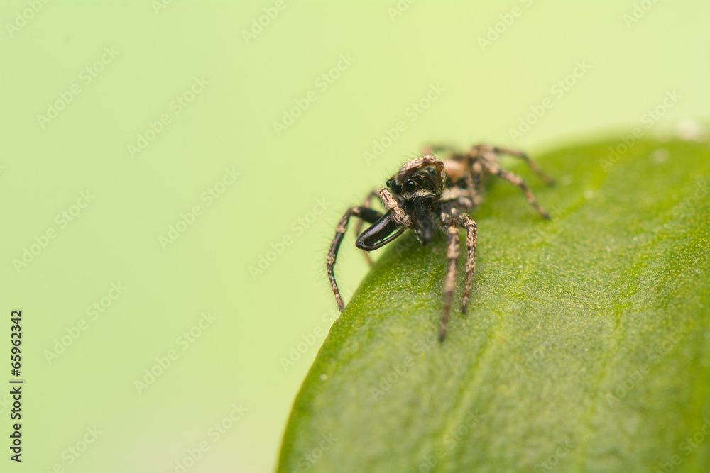 Jumping spider - Salticus scenicus Jumping spider - Salticus scenicus