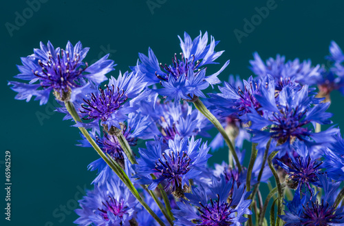Fototapeta Naklejka Na Ścianę i Meble -  Cornflowers