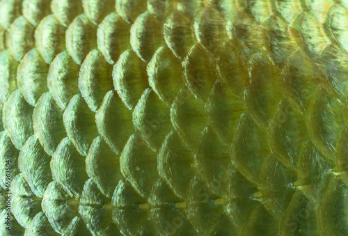 Background golden fish scales