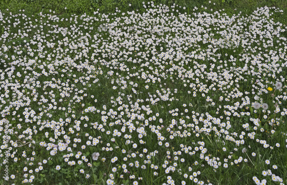 Daisy flowers background Daisy flowers background